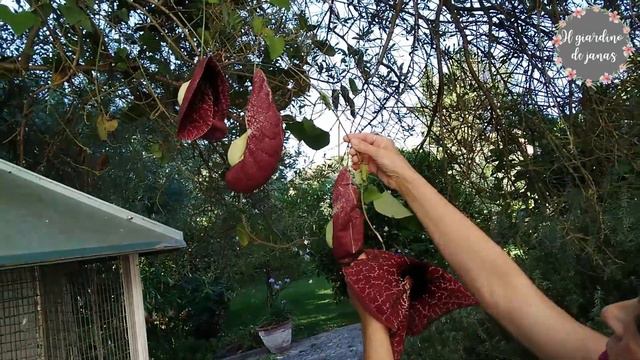 Aristolochia e Bug hotel смотреть онлайн
