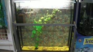 Аквариум ширма на 150 литров