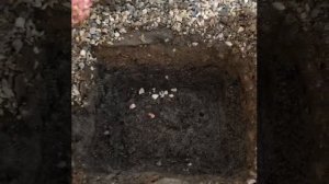 Посадка луковичных цветов осенью