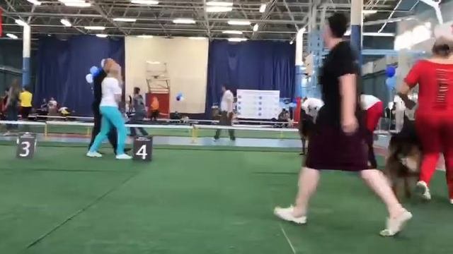 Выставка собак Иркутск 2019