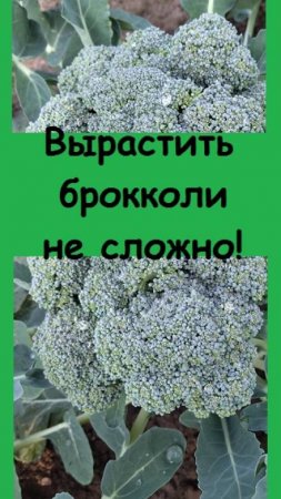 Как я вырастила хорошие КОЧАНЫ КАПУСТЫ БРОККОЛИ, выбрав правильный сорт и агротехнику
#дача #огород