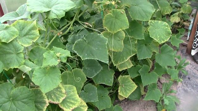 Пока мы отдыхали в Турции на даче созрели помидоры да огурчики смотреть онлайн