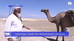 Польза верблюжьего молока