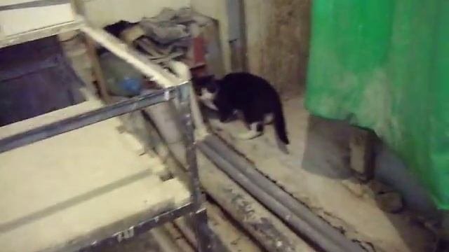 Чёрно-белые коты
