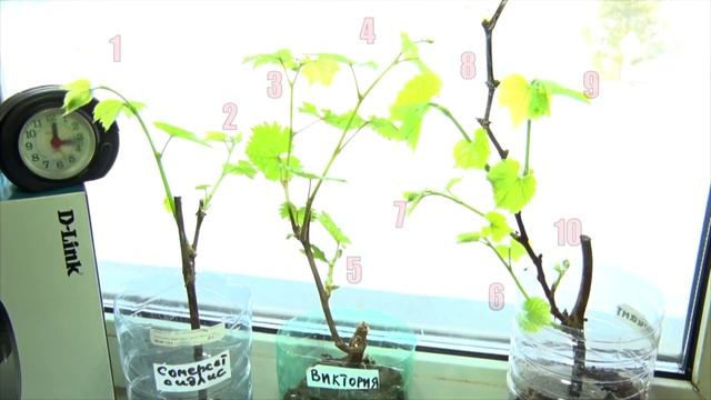 Суточный прирост винограда сортов "Сомерсет сидлис", "Виктория" и "Вэлиант". смотреть онлайн