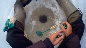 НЕ КОРМИТЕ РЫБУ НА ЗИМНЕЙ РЫБАЛКЕ! Эксперимент стоит ли прикармливать лунки на весенней рыбалке!