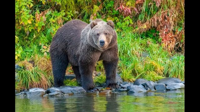 Звук медведя: как рычит медведь /Медведь, Рычание Медведя