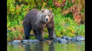 Звук медведя: как рычит медведь /Медведь, Рычание Медведя