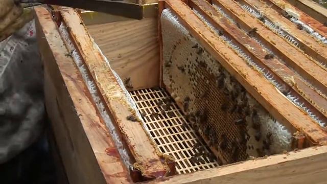 RECOLTE DU MIEL D'ACACIA DANS LES LANDES (HONEY HARVEST IN THE LANDES) #miel #honey #bee #abeille смотреть онлайн