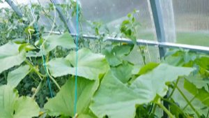 На даче Средство от муравьёв кожура апельсинов мандаринов