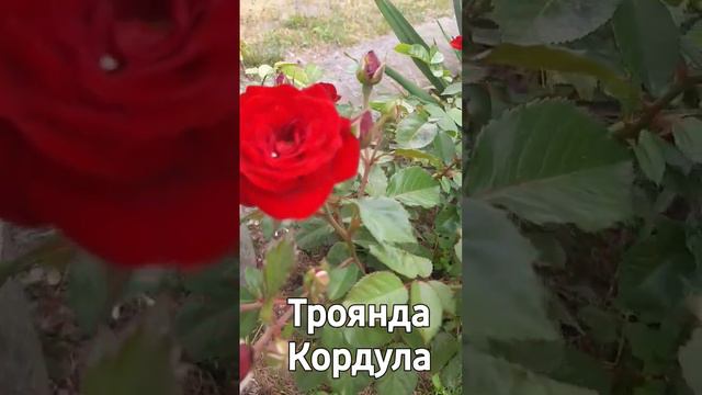 Троянда Кордула