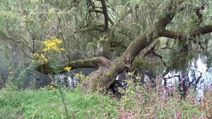 Свекровь сразу невзлюбила невестку. Она и отговорила сына официально расписываться с любимой.