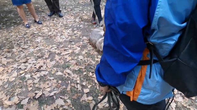 Чехословацкий влчак, Фестиваль Чехии 2019. Czechoslovakian wolfdog, Czech Festival 2019 Moscow смотреть онлайн