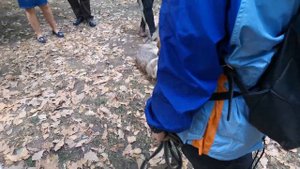 Чехословацкий влчак, Фестиваль Чехии 2019. Czechoslovakian wolfdog, Czech Festival 2019 Moscow
