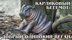 КАРЛИКОВЫЙ БЕГЕМОТ: Почему гиппопотам такой маленький? Интересные факты про бегемотов и животных