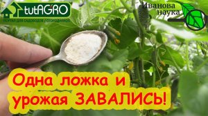 ПОСЫПЬТЕ ЭТО СРЕДСТВО ПРЯМО НА ЗЕМЛЮ И ПОЛУЧИТЕ ОТЛИЧНЫЙ РЕЗУЛЬТАТ! Светофор-КМЕ в созвездии BioDSO.