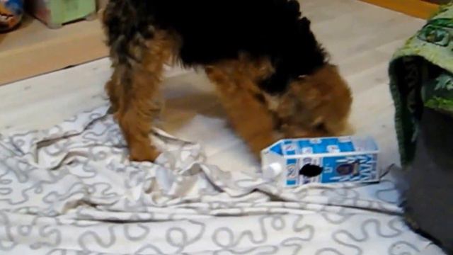 Вельш терьеры с коробкой-загадкой. XII 2015. смотреть онлайн