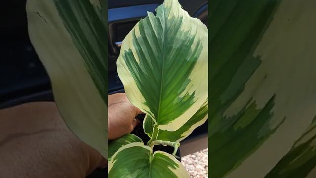 Variegated plant bias with Hidden Ginger  Curcuma petrolata