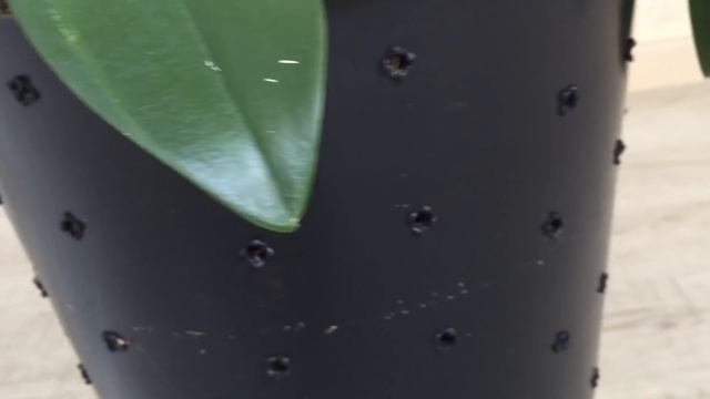 Шикарные групповые посадки орхидей в напольное кашпо и видео от подписчиков) смотреть онлайн