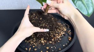Каучуконосный фикус Мелани | Когда пора пересадить и кто его жуёт