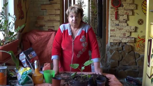 Инжир (Фикус Карика). Трудно Ли Получить Плоды Инжира В Комнате? смотреть онлайн