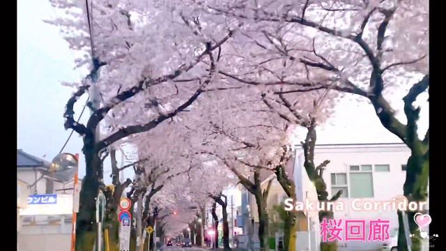 桜Sakuka🌸日本櫻花季｜黑目川河畔.航空公園賞櫻花.お花見Cherry Blossom Season in Japan#さくら#桜回廊#2022#日本生活#櫻花#お花見 смотреть онлайн
