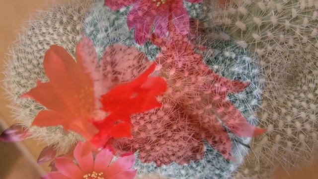 Кактус Rebutia Ребуция смотреть онлайн