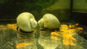 Улитки ампулярии. Размножение ампулярий, уход, содержание