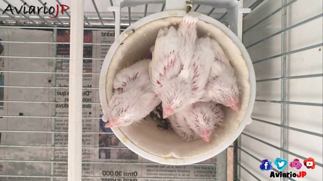 7 TRUCOS (Profesionales🚀) para SACAR MÁS CANARIOS en MENOS TIEMPO 🔥 CRIA DE CANARIOS смотреть онлайн