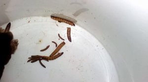 21.04.2017 Крот. После укуса кошки. Профилактика пастереллеза.