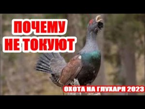 ОХОТА НА ГЛУХАРЯ 2023
