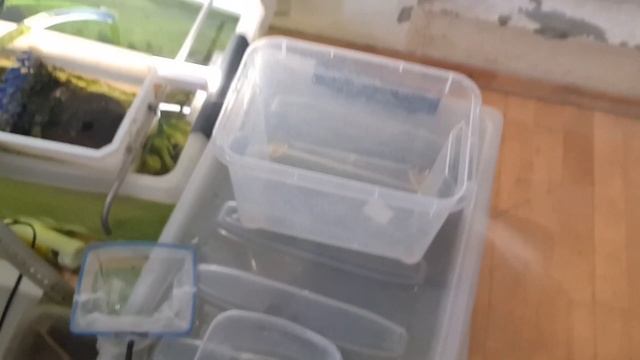 Сортировка гуппи смотреть онлайн