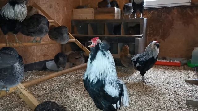 Араукана куры. Araucana