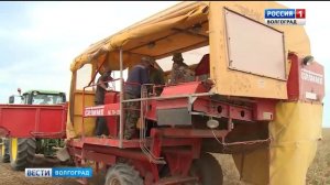 В Заволжье началась уборка картофеля