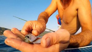 Рыбалка на Черном море. Купаемся и ловим ставриду на САПе