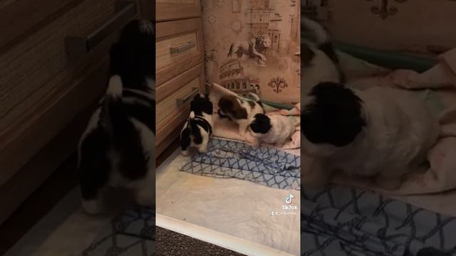 Щенки щи-тцу мальчик триколор! Возраст 1 месяц, родились 26-го марта 2021-го года. смотреть онлайн