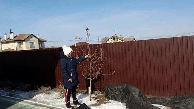 Обрезка деревьев зимой. Разбираемся в обрезке плодовых деревьев в саду