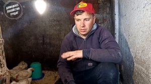 40 Дней Бройлер Кобб-500. Домашний корм Выращивание в теплице. Какая конверсия