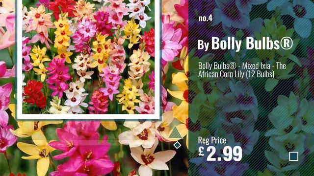 Top 10 Plants Seeds Bulbs [2018]: 3 x Garlic Bulbs ' Solent Wight ' Allium sativum (Spring смотреть онлайн