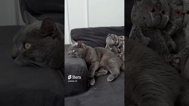 #басик #басики #котбасик #кот #shorts смотреть онлайн