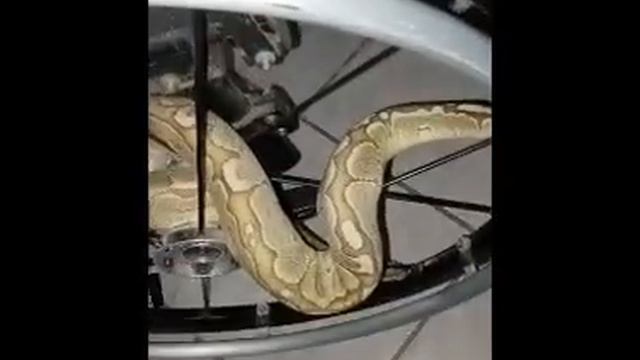 Python coils around WHEELCHAIR wheel!!!!