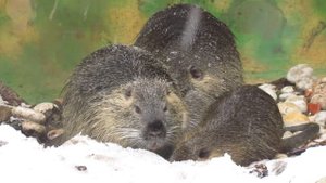 Что едят нутрии?