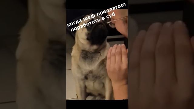 IT-humor когда PM предложил поработать в субботу #юмор смотреть онлайн