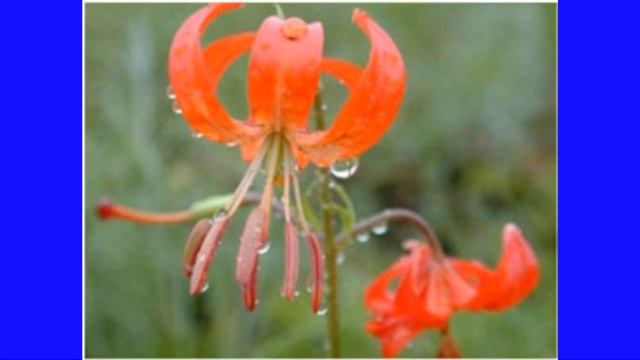 КУДРЕВАТЫЕ ЛИЛИИ смотреть онлайн