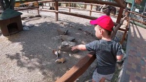 Зоопарк Провинция. Накормили всех зверей. Zoo Province. We fed all the animals.