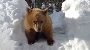 Petunia The Baby Black Bear Cub Stealing A Whole Loaf of French Bread!