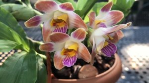 ОРХИДЕЯ Chysis limminghei.Цветение и немного об уходе!