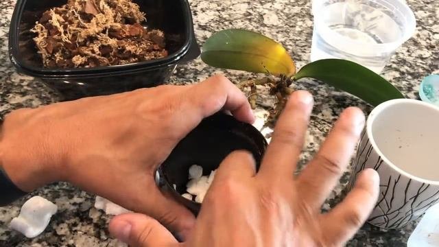 My Orchid Is Dying..... Phalaenopsis Orchid Rescue Repotting