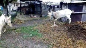 Зааненские козлы бодаются