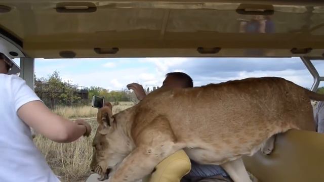 LIONESS TOOK A RIDE WITH TOURISTS ON THE SAVANNAH смотреть онлайн